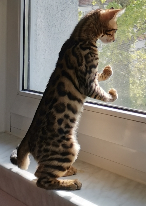 Bengalkatze am Fenster